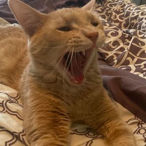 Meet your Posher, Dawn